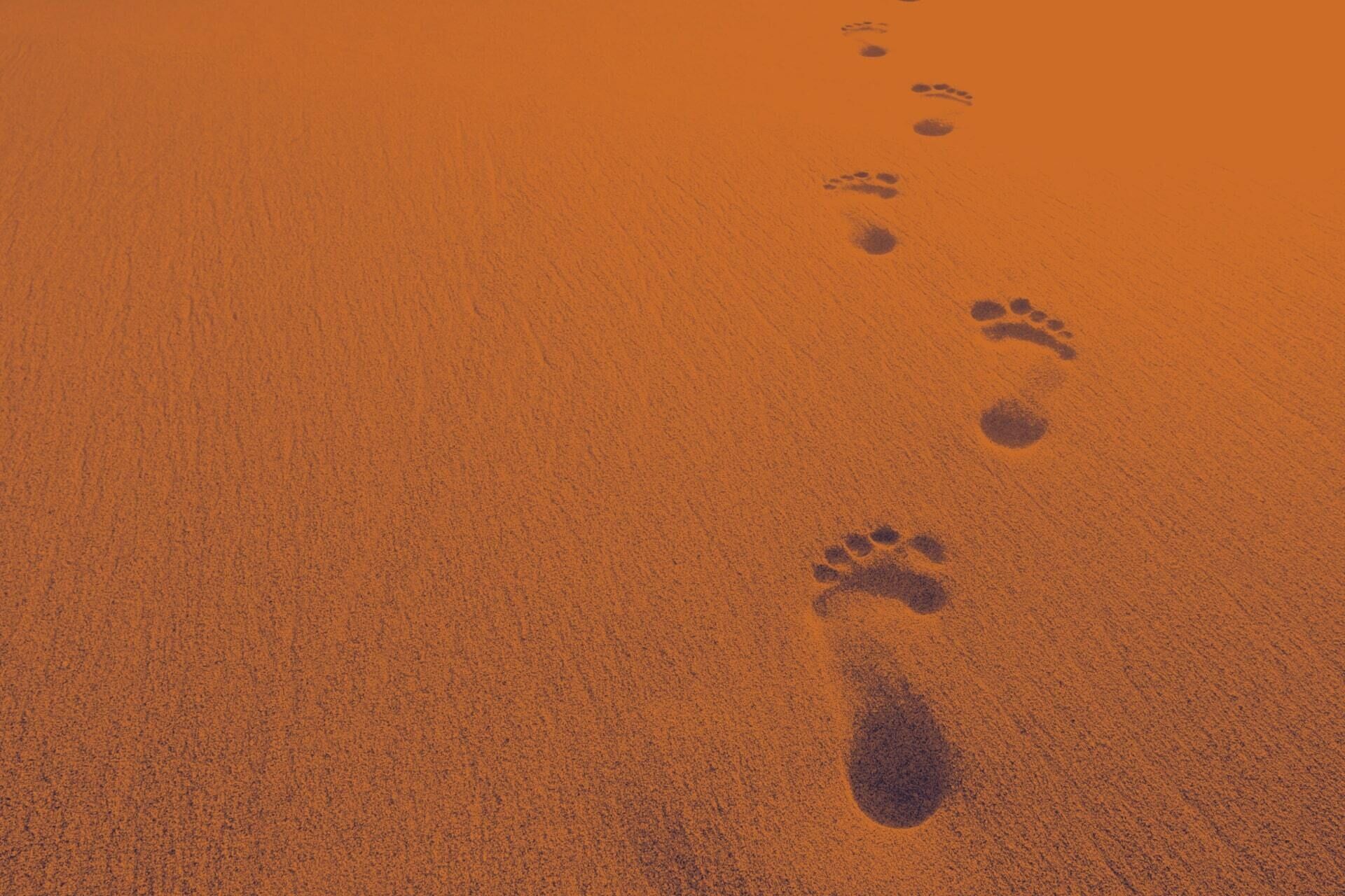 TCP Footprints Orange 1