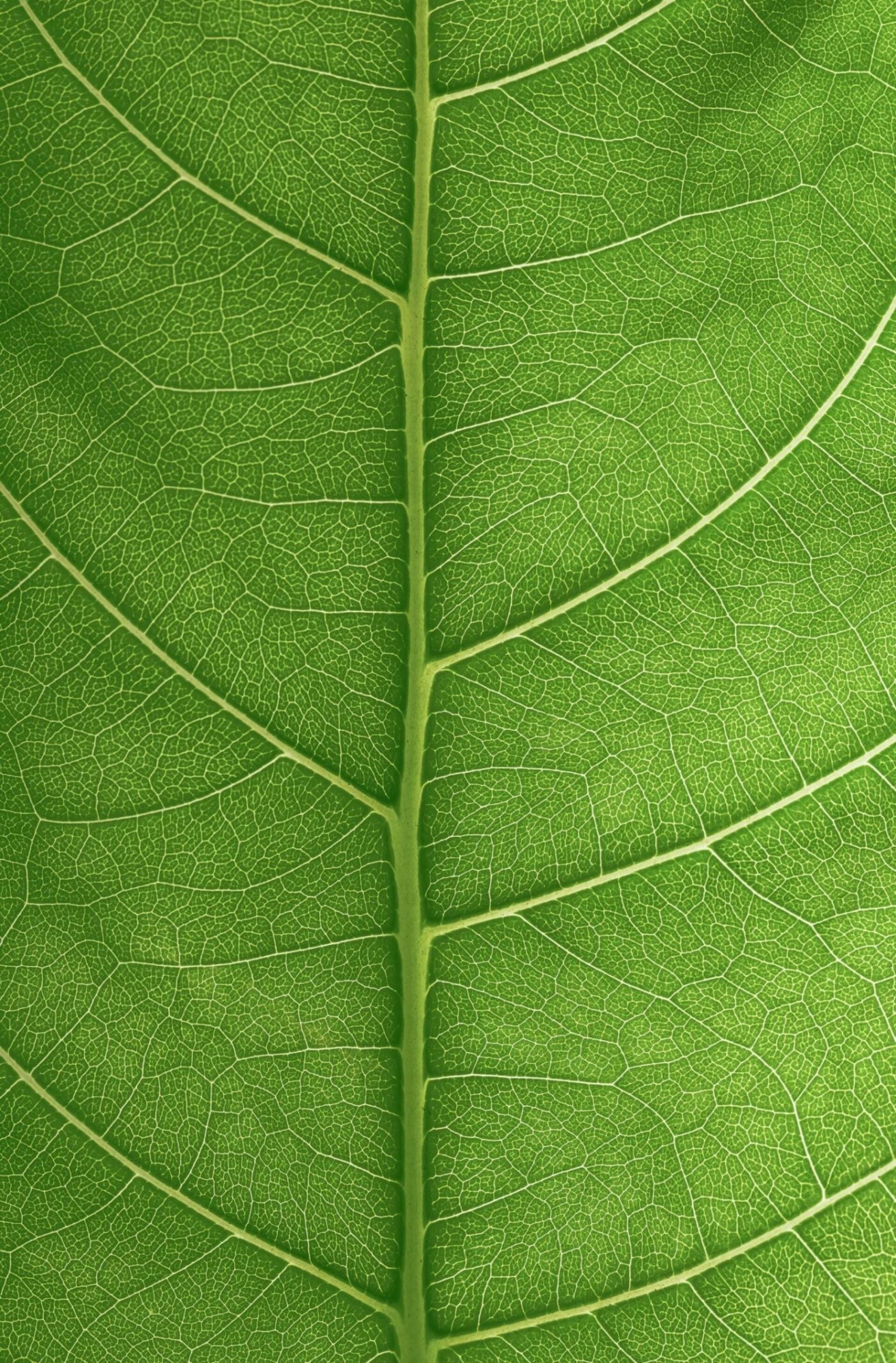 TCP Leaf Green 1