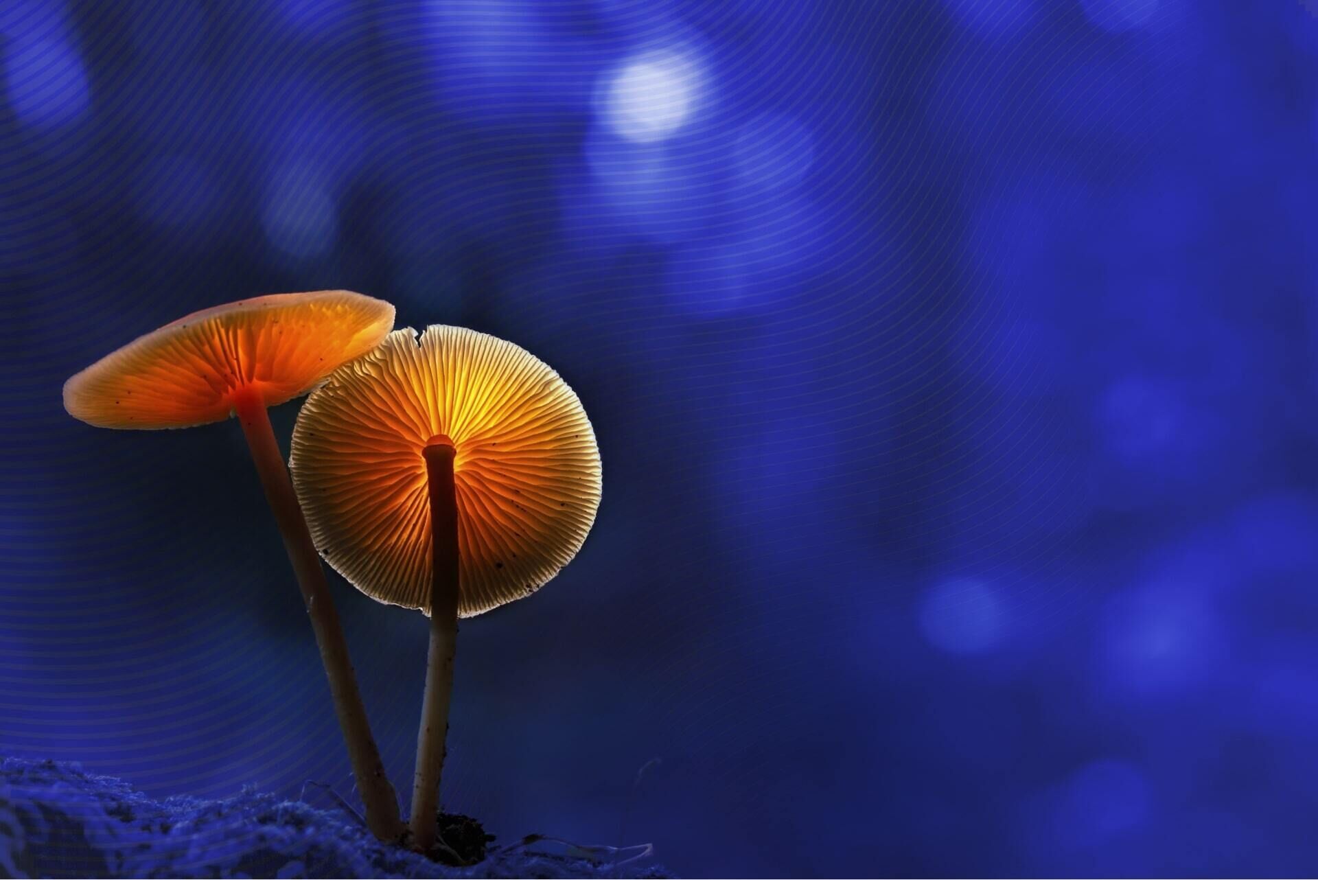 TCP Mushrooms Blue