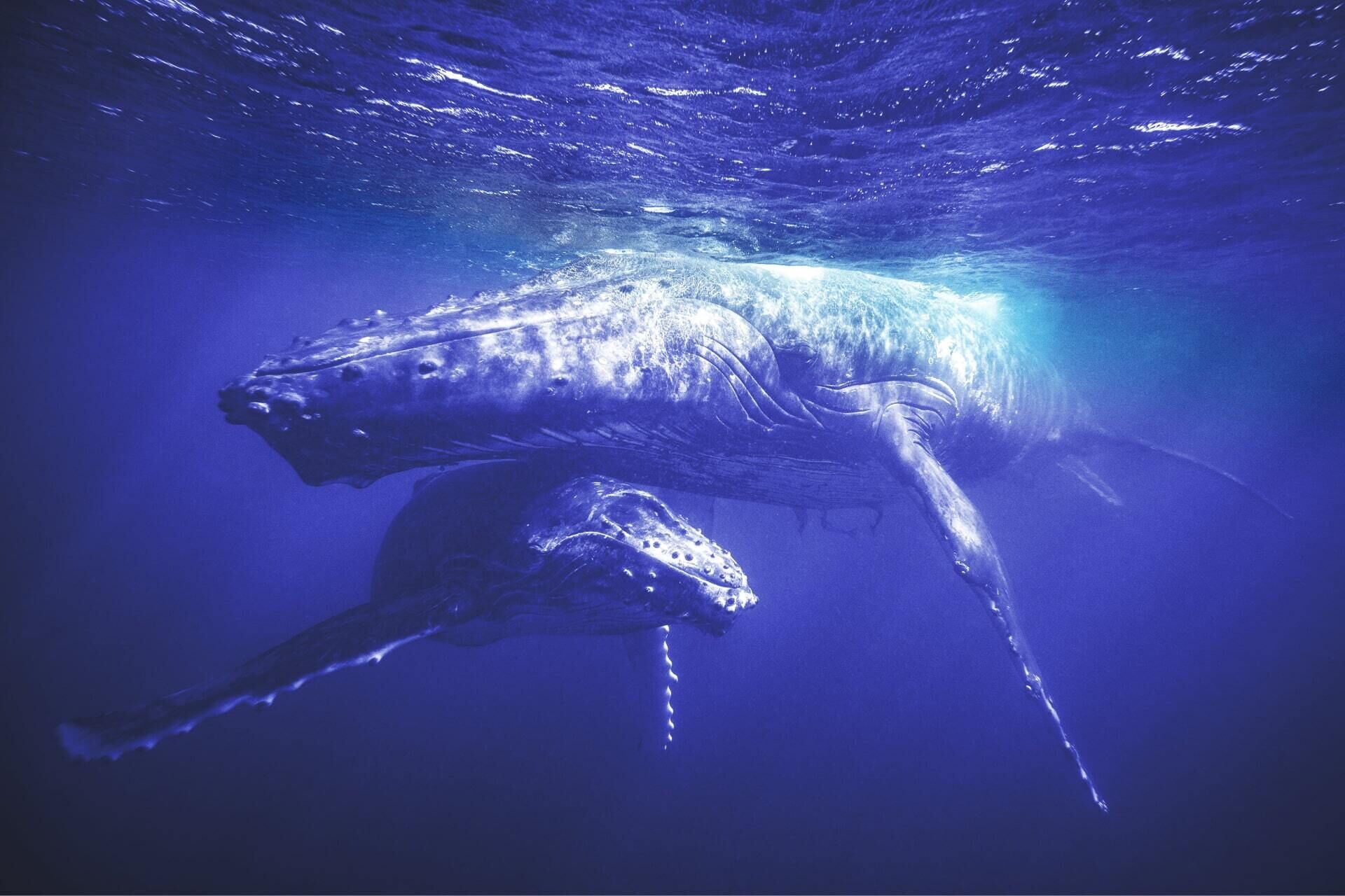 TCP Whales Blue